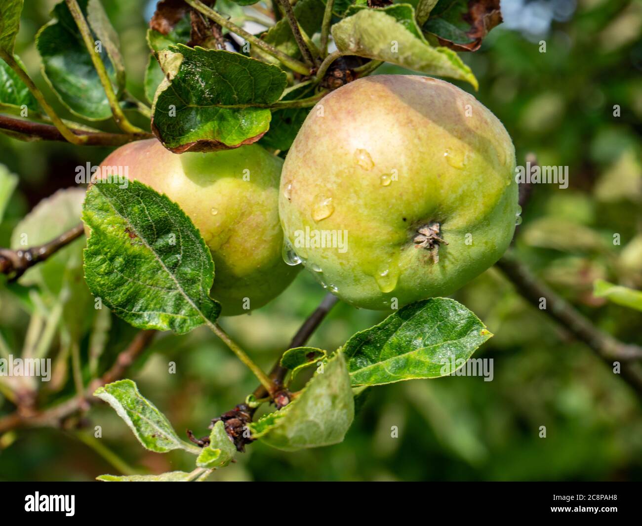 green apples on a branch Stock Photo
