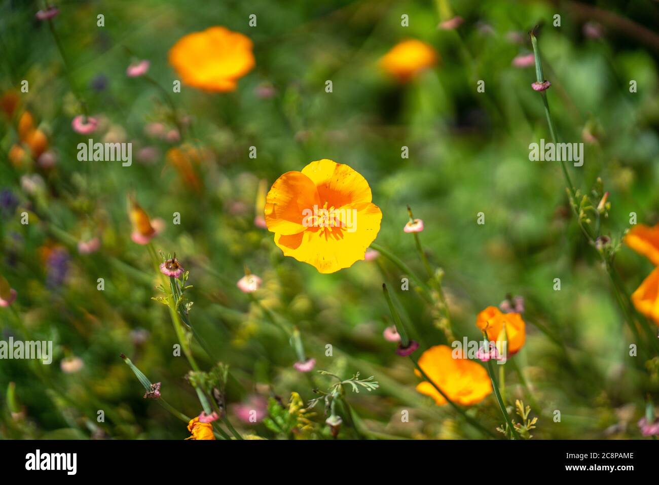 Papaver somniferum, commonly known as the opium poppy or breadseed