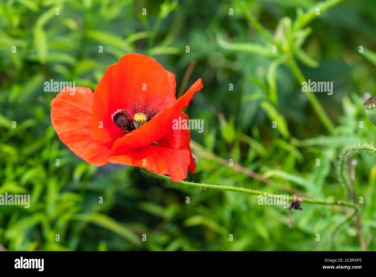 Papaver somniferum, commonly known as the opium poppy or breadseed