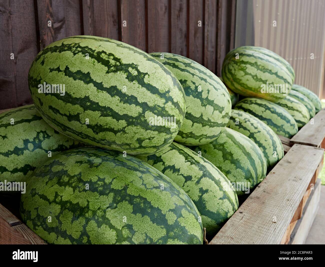 Fresh whole watermelon, a summer fruit, on sale at farm market. Stock Photo