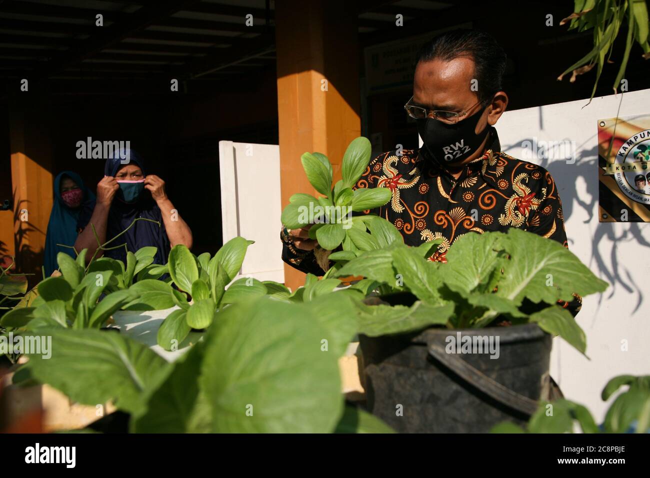 Bekasi, Indonesia. 26th July, 2020. Citizens' activities maintain hydroponic plants in Co-19 Allert Village, Citizens Association (Rukun Warga) 022, Rawa Pasung, Kota Baru, West Bekasi, West Java, Indonesia, Sunday (07/26/2020). Cultivating hydroponic plants and maintaining catfish in each neighborhood, including one of the initiatives to help residents affected by Covid-19. (Photo by Kuncoro Widyo Rumpoko/Pacific Press) Credit: Pacific Press Agency/Alamy Live News Stock Photo