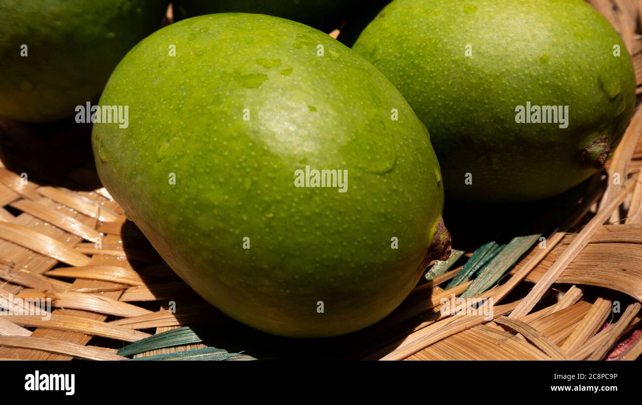 close up view of green or raw mangoes gathering in bamboo bucket which are filling out on the trees, where they can be left to ripen, but are also per Stock Photo
