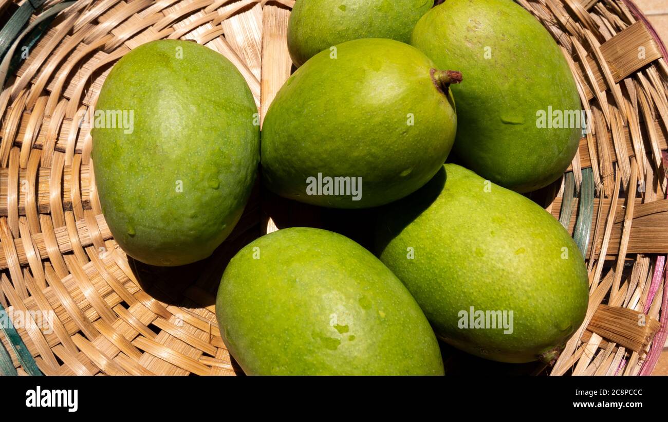 close up view of green or raw mangoes gathering in bamboo bucket which are filling out on the trees, where they can be left to ripen, but are also per Stock Photo