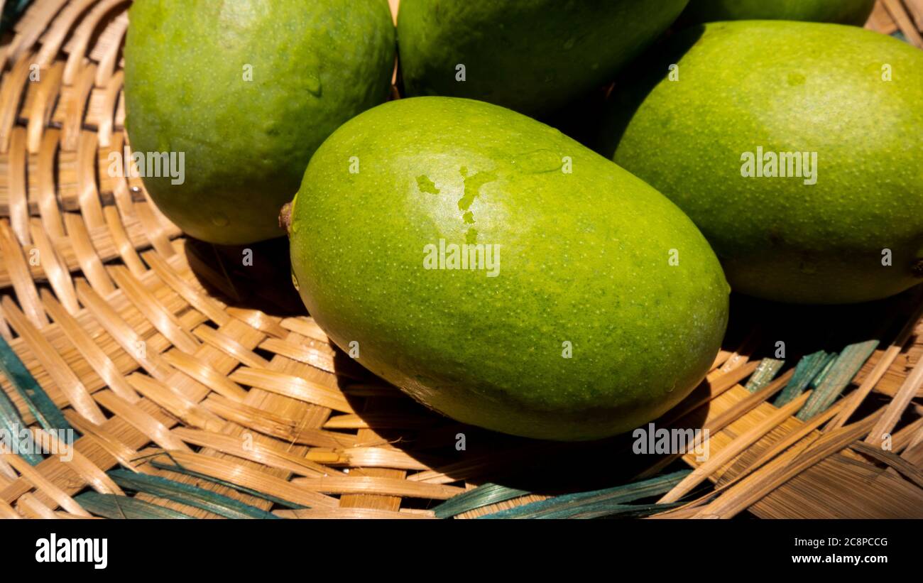 close up view of green or raw mangoes gathering in bamboo bucket which are filling out on the trees, where they can be left to ripen, but are also per Stock Photo