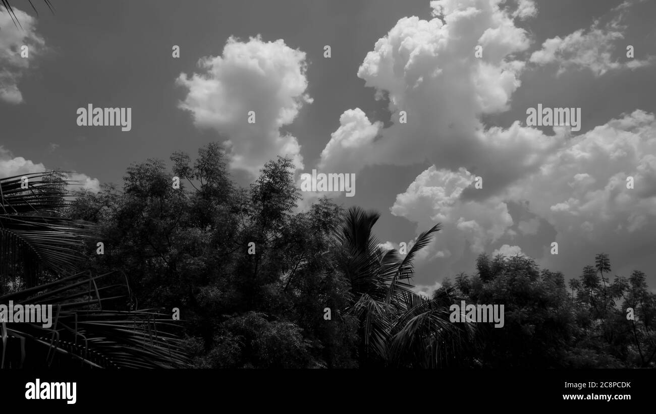 Trees white clouds in Black and White Stock Photos & Images - Alamy