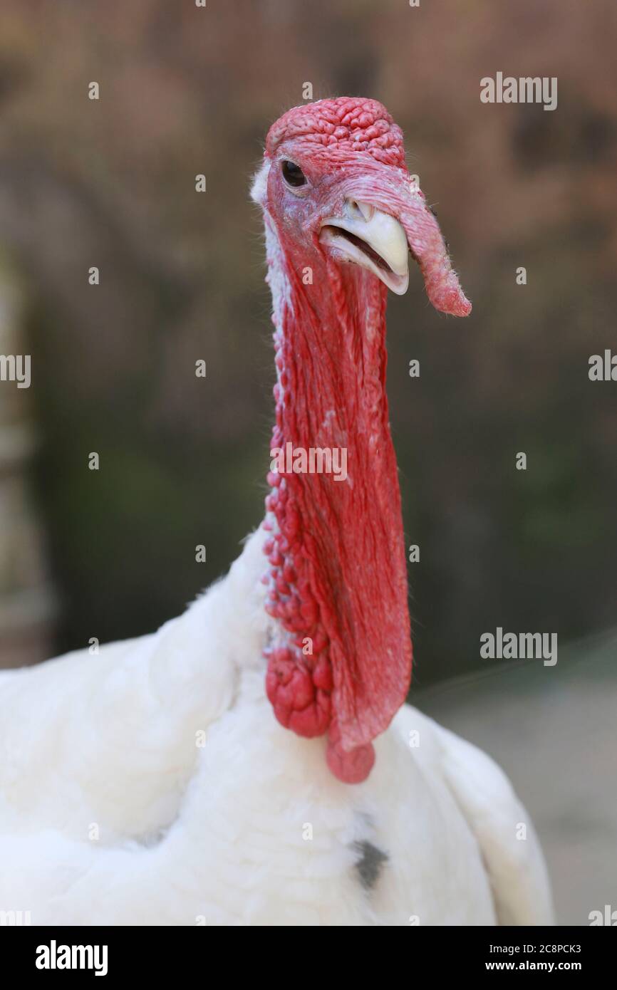 Wild Turkey close-up portrait with a smooth background Stock Photo