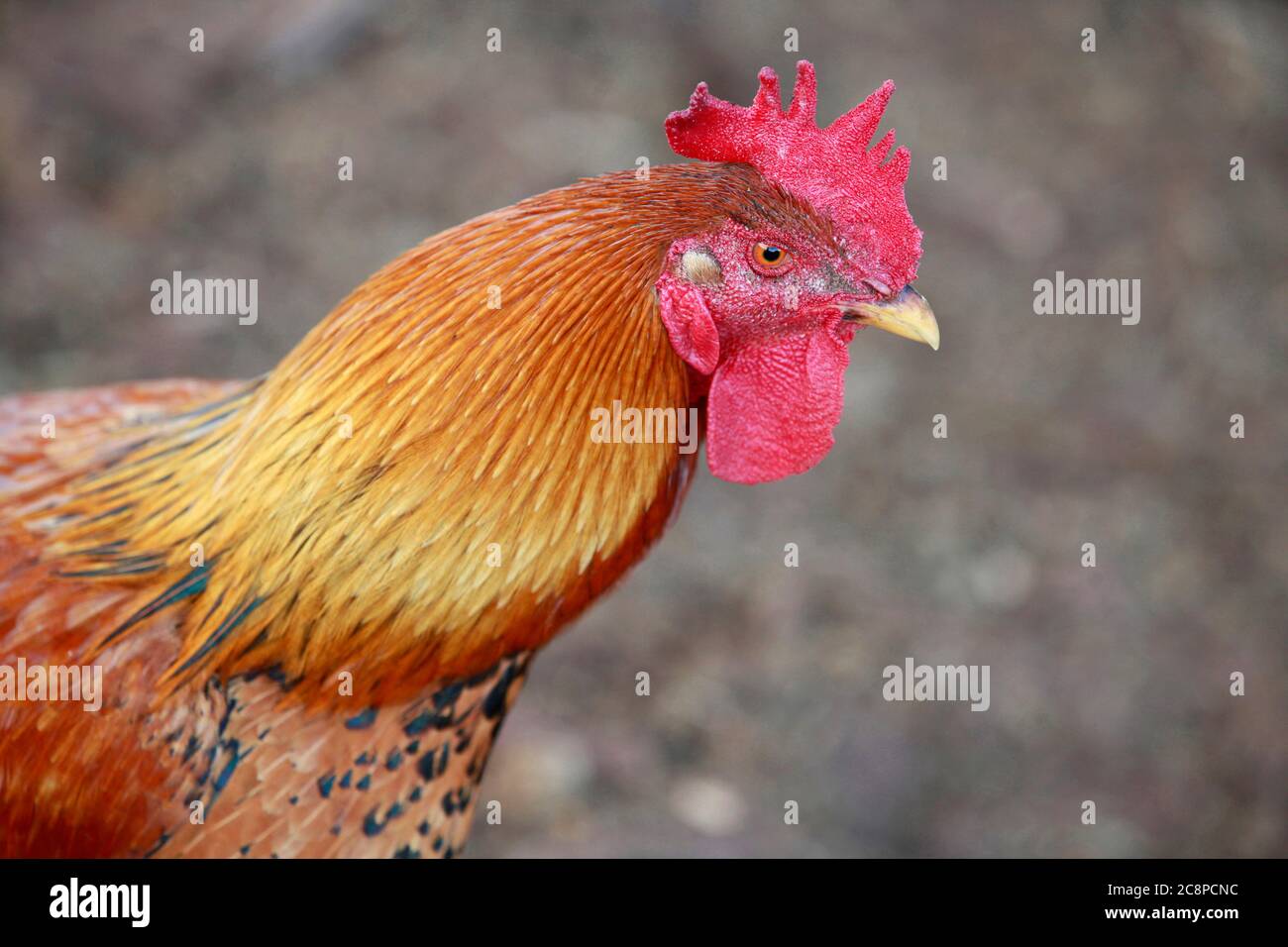 rooster head close up with crest Stock Photo Alamy