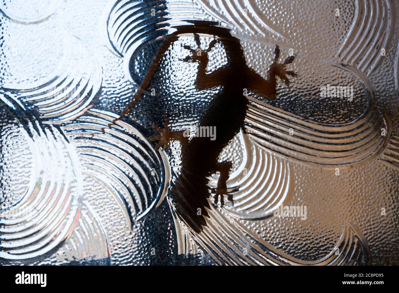 a lizard isolated behind the window glass in house two pair legs, tail & head Stock Photo