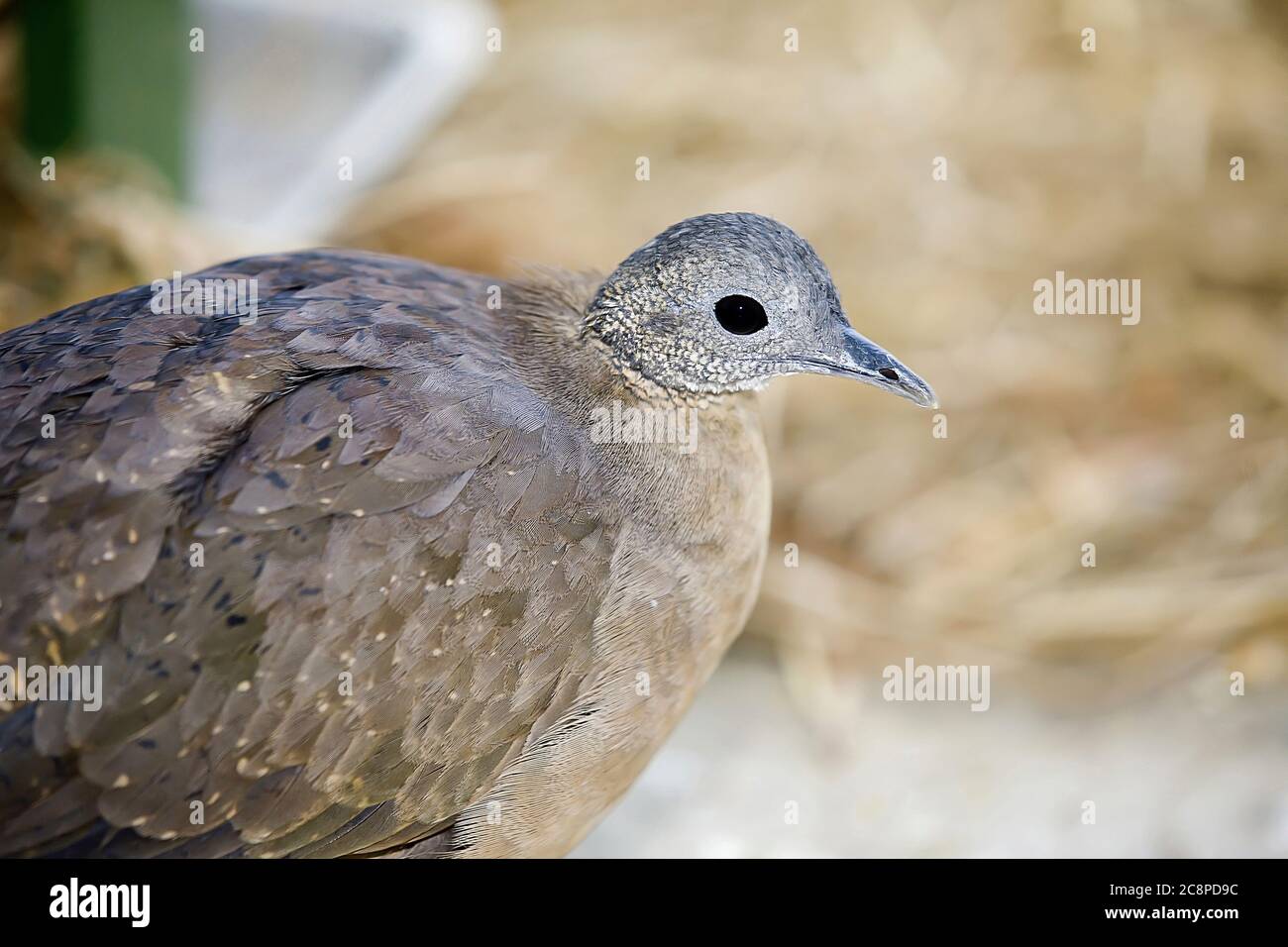 Solitary tinamou, Tinamus solitarius, bird of the Tinamidae family, endemic of the South America and typical of the Atlantic Forest biome Stock Photo