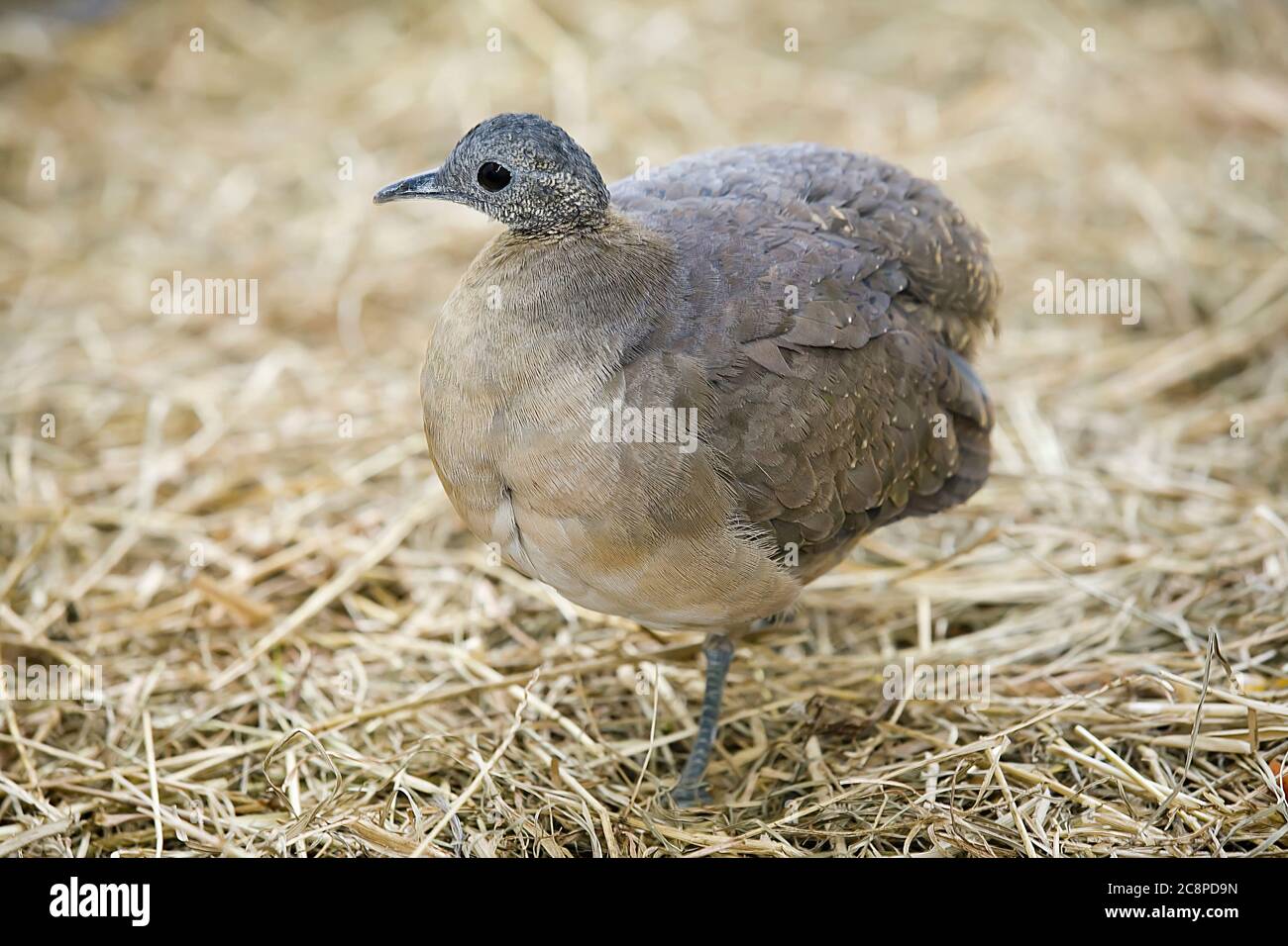 Solitary tinamou, Tinamus solitarius, bird of the Tinamidae family, endemic of the South America and typical of the Atlantic Forest biome Stock Photo