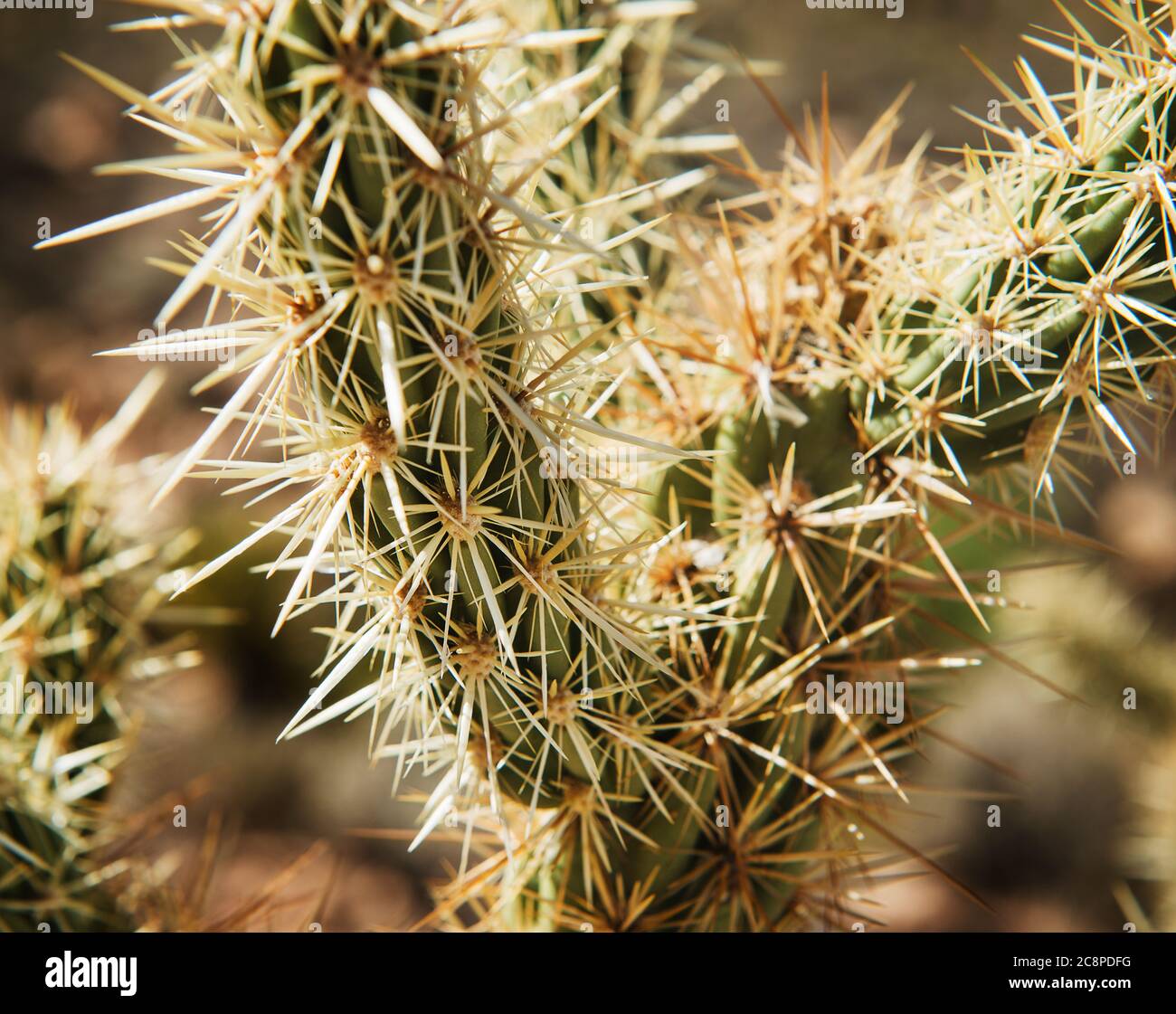 close up of a cactus, Red Rock Canyon, Nevada Stock Photo