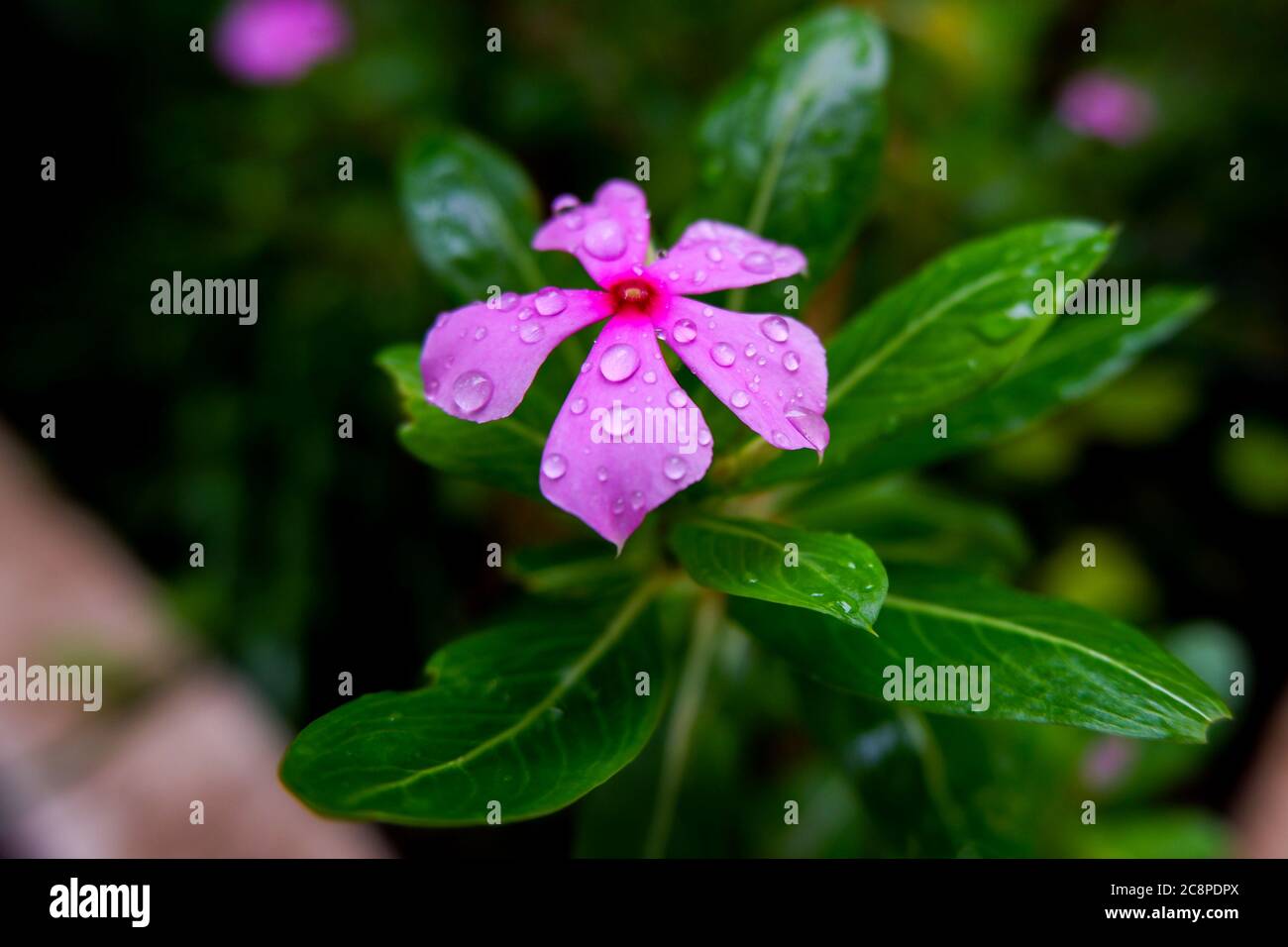 a close shot of pink periwinkle flower & leaves on rainy water droplets in home garden Stock Photo