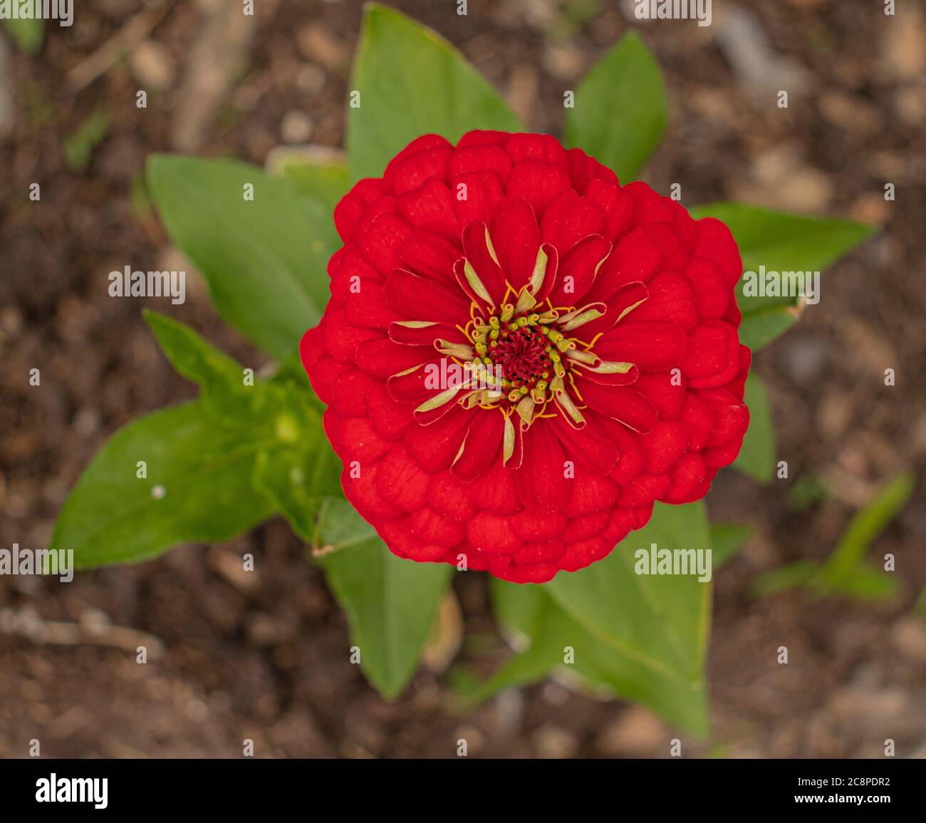 Red Calendula Flower Blossom with Yellow Center, Calendula officinalis, from Directly Above with