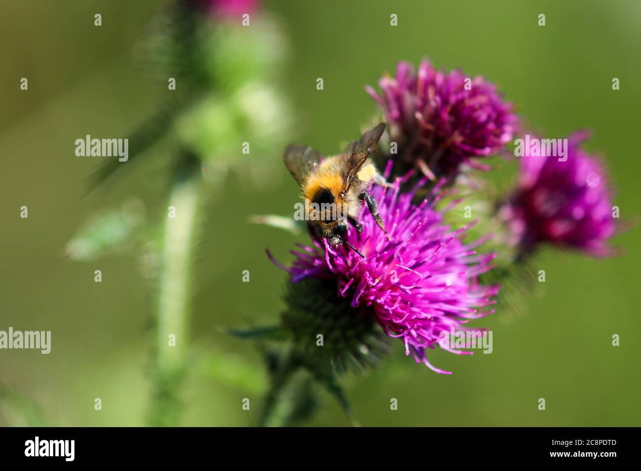 Bee Takes Nectar From Purple Thistle Blossom Stock Photo - Alamy