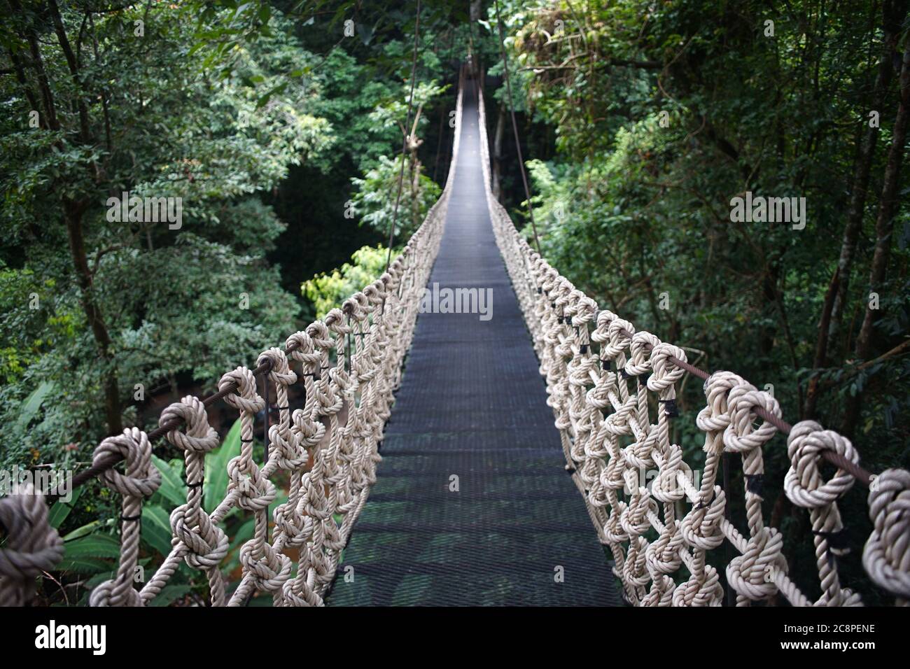 Wooden suspension bridge in the forest Stock Photo Alamy