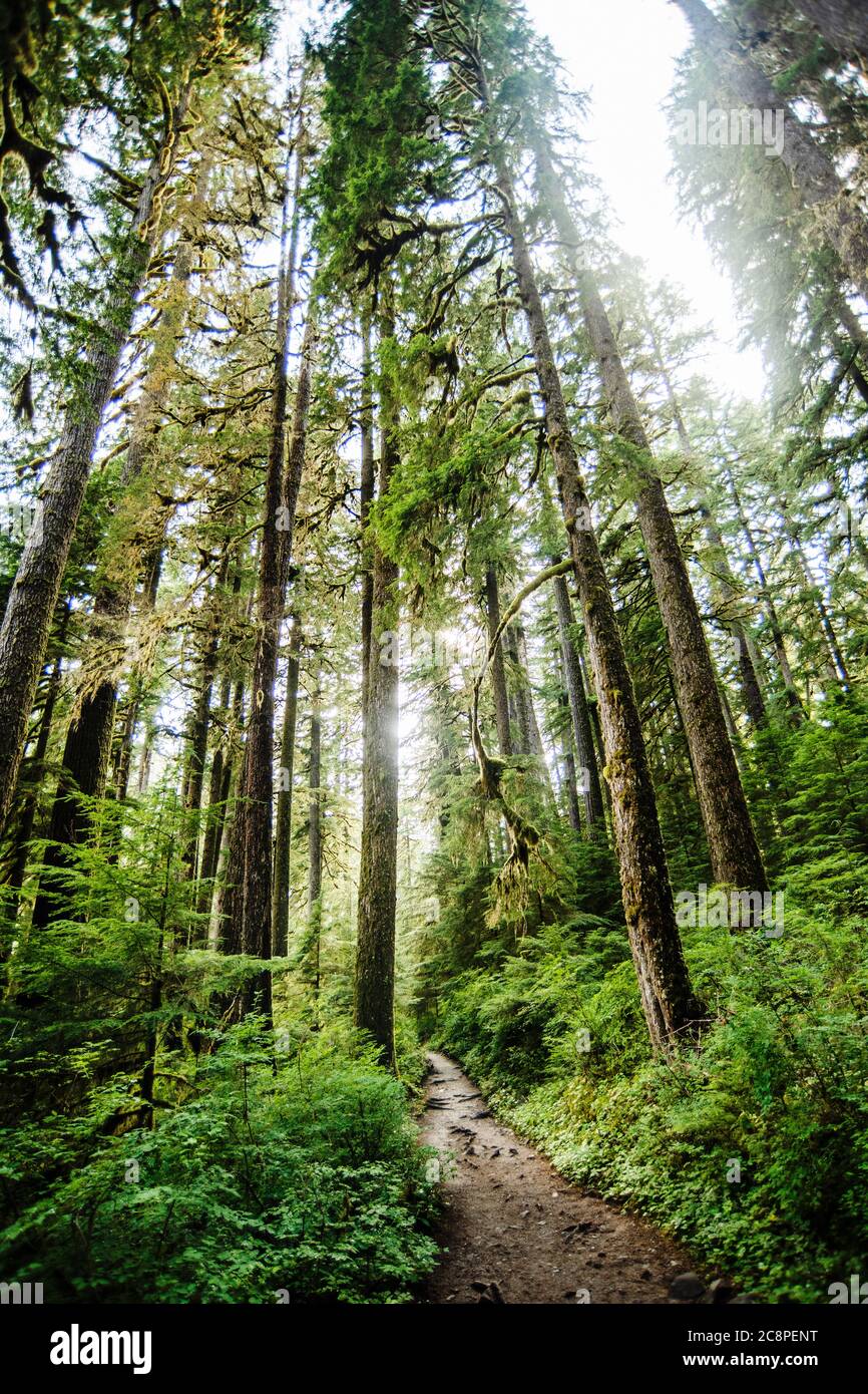 Hiking trail in Portland Oregon Stock Photo