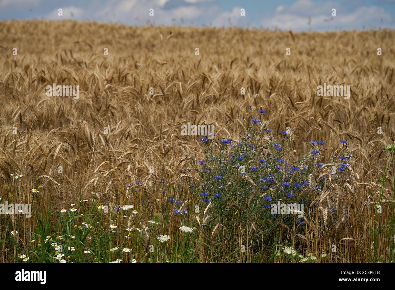 44/5000 Field of ripe wheat ears of ripe wheat Bluebottles Stock Photo