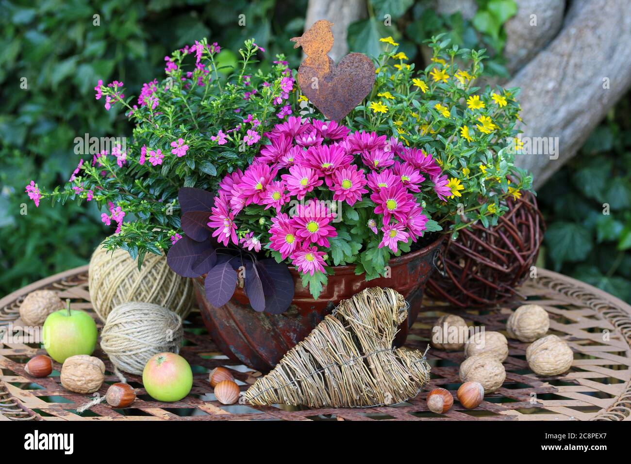 pink chrysanthemum, sanvitalia and false heather in old guglhupf mould Stock Photo