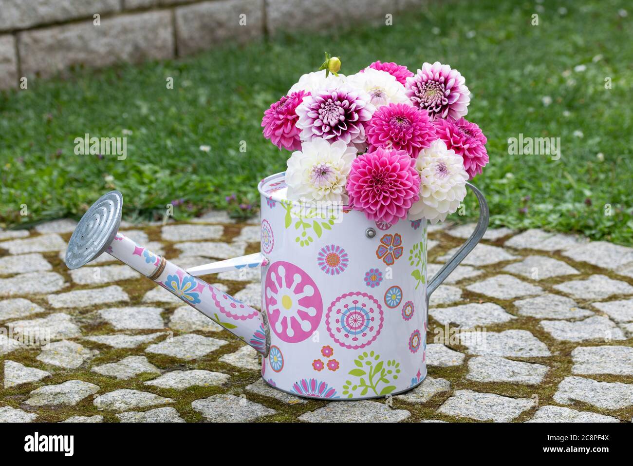 bouquet of white and pink dahlias in decorative watering can Stock Photo