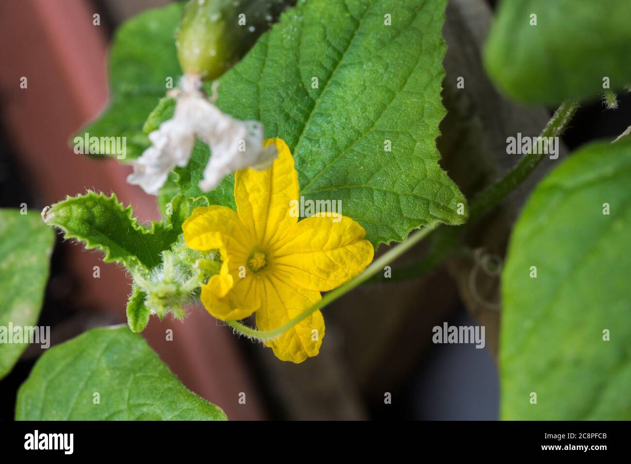 Yellow flower vegetable plant hires stock photography and images Alamy