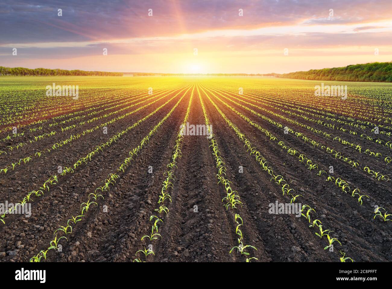 Field with rows of young corn. Morning rural landscape Stock Photo