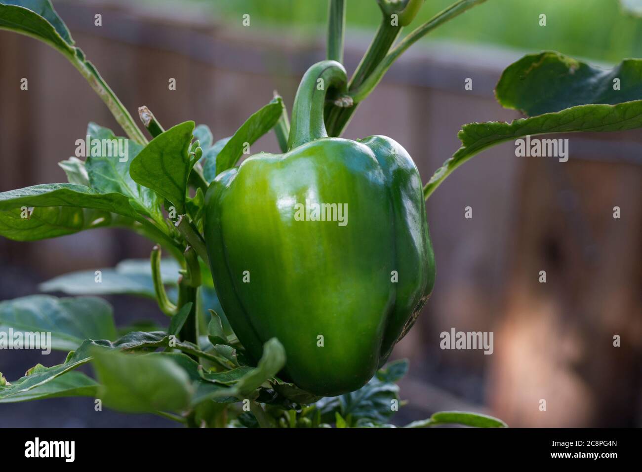 Capsicum Annuum Farming High Resolution Stock Photography and Images ...