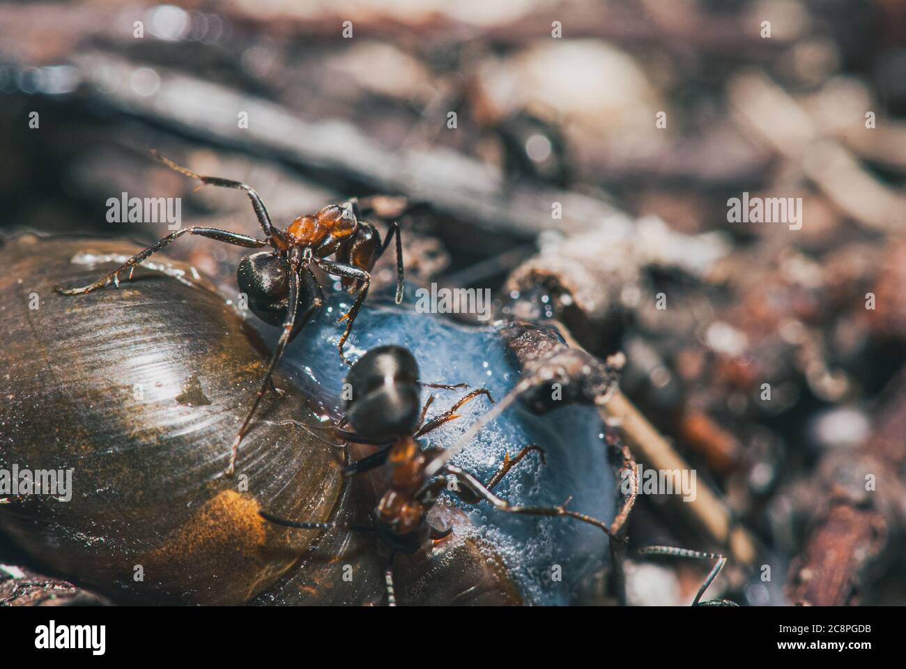 forest ants team eat wood snails. A perfect example of teamwork