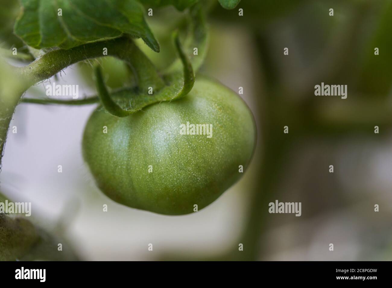 Green tomato fruit growing on the plant Stock Photo Alamy