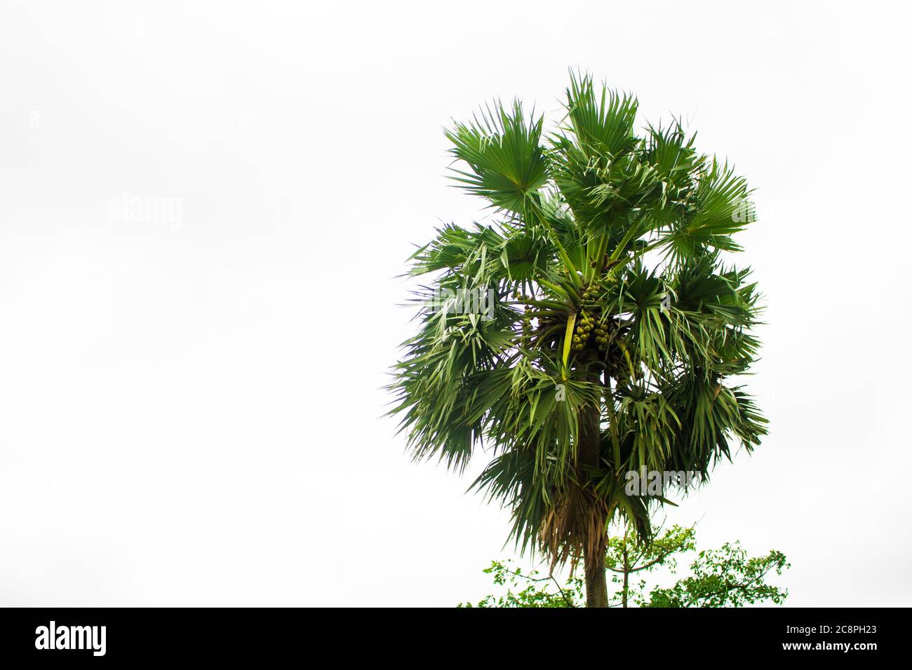 Tal gach. English name: Palmyra-palm, Brab Tree. Habitat :Borassus flabellifer. Stock Photo