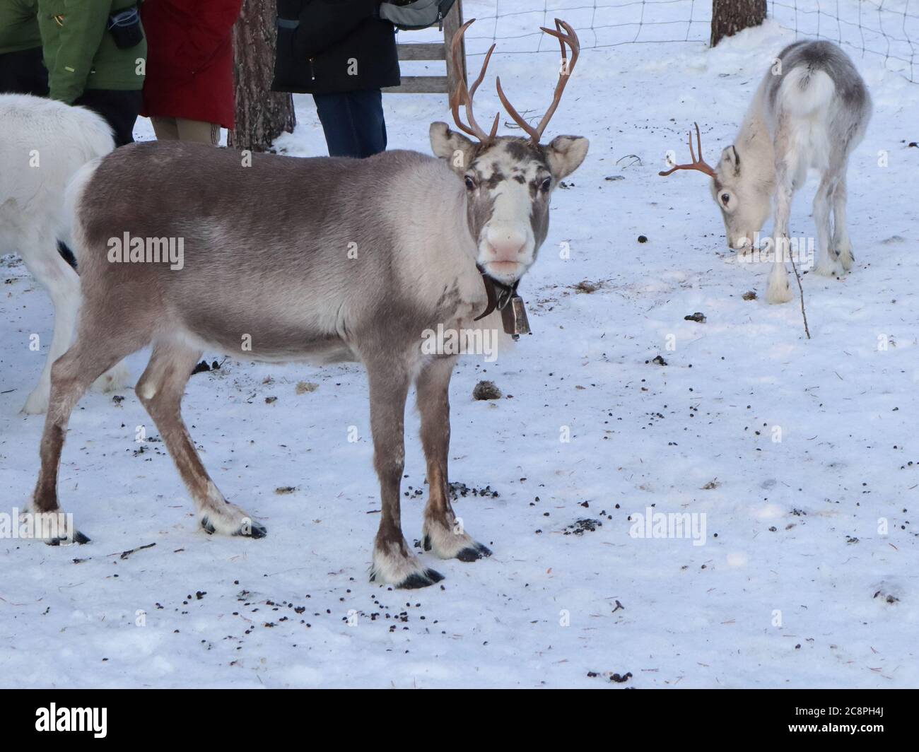 Reindeer in the woods in Lapland, Sweden Stock Photo