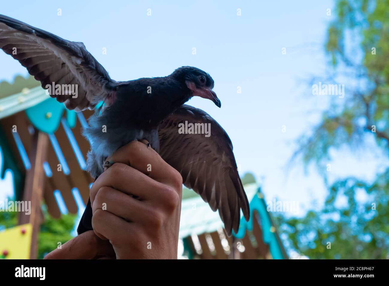 pigeon flying into the sky, bird spread its wings. Stock Photo