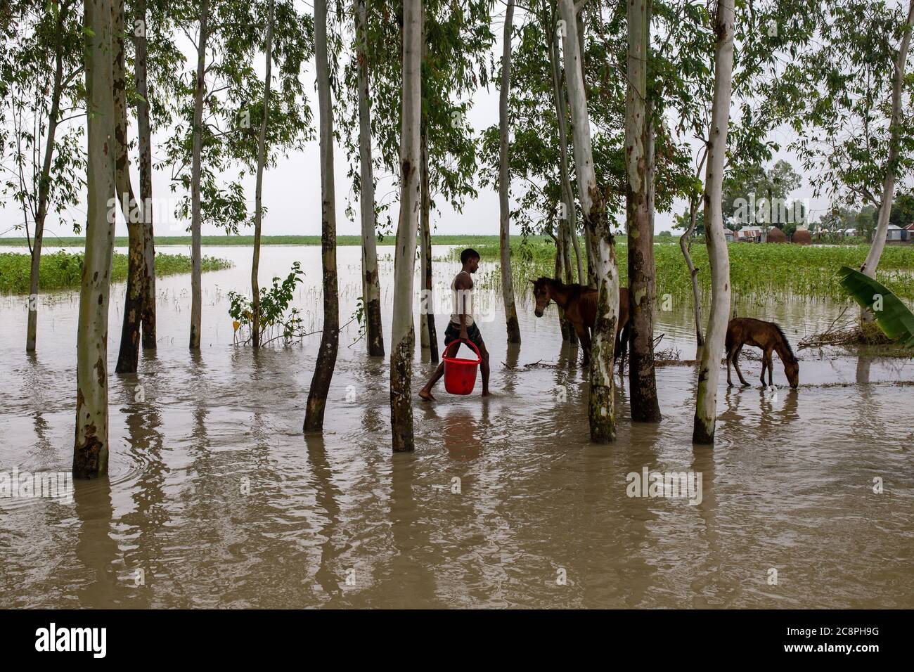 A farmer providing food stuffs for his horses in a flood trodden village Stock Photo