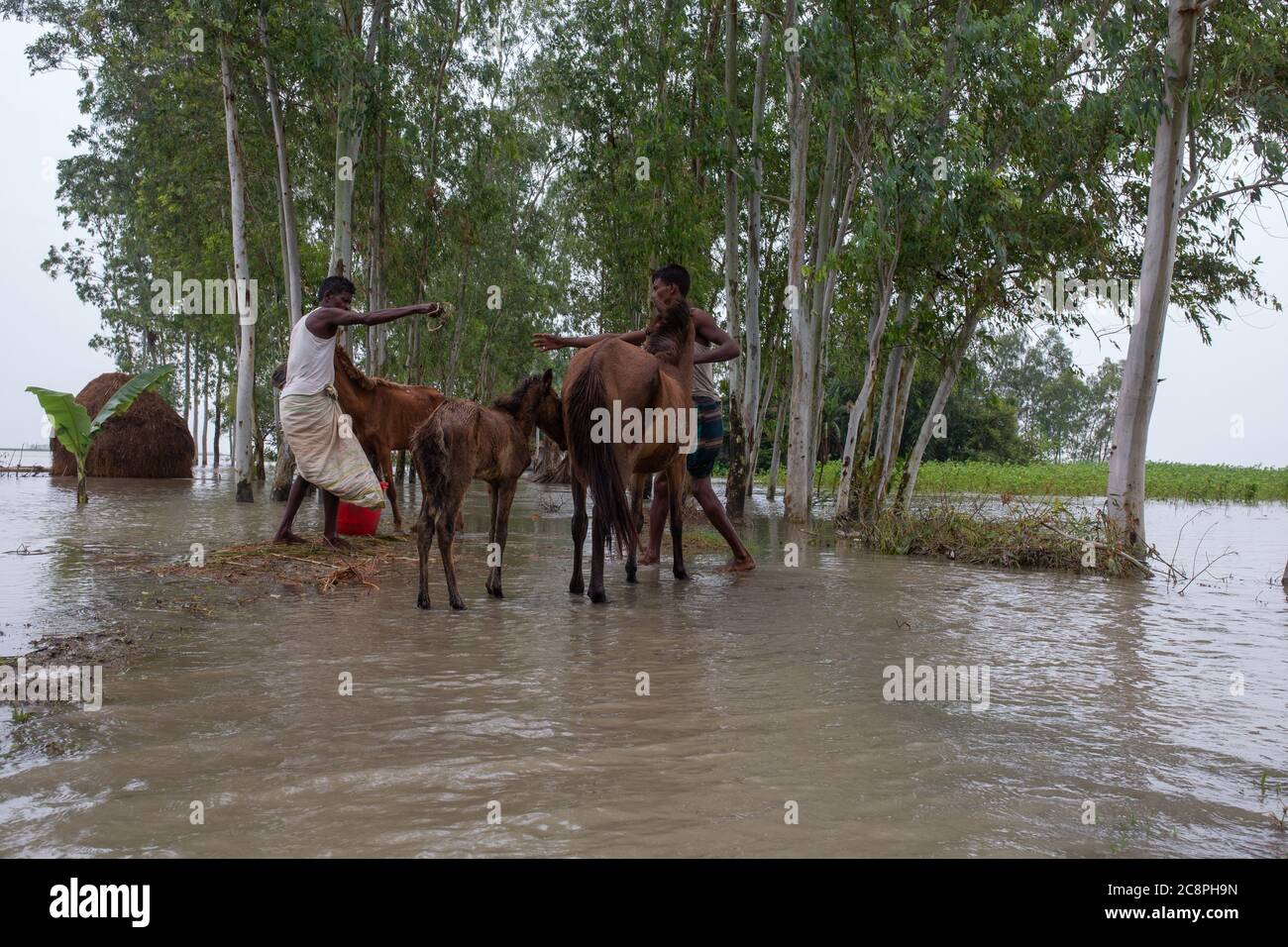 A farmer providing food stuffs for his horses in a flood trodden village Stock Photo