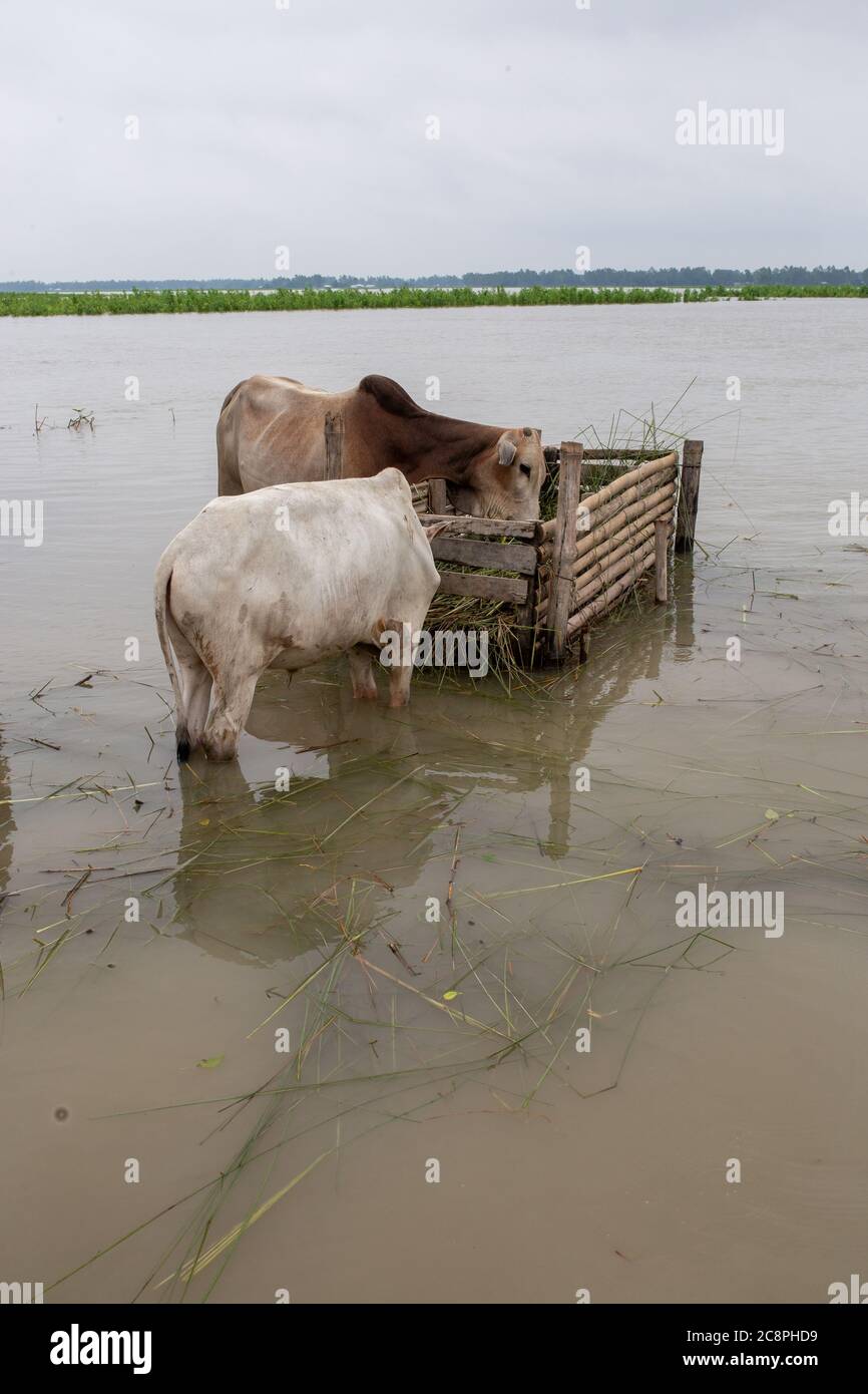 Cattle are seen in flood water having no fodder as flood water washed away farm land Stock Photo