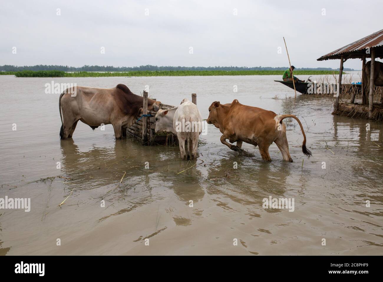 Cattle are seen in flood water having no fodder as flood water washed away farm land Stock Photo