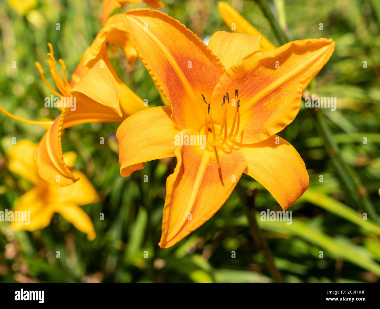 Beautiful daylily blooming flower under the sun Stock Photo Alamy