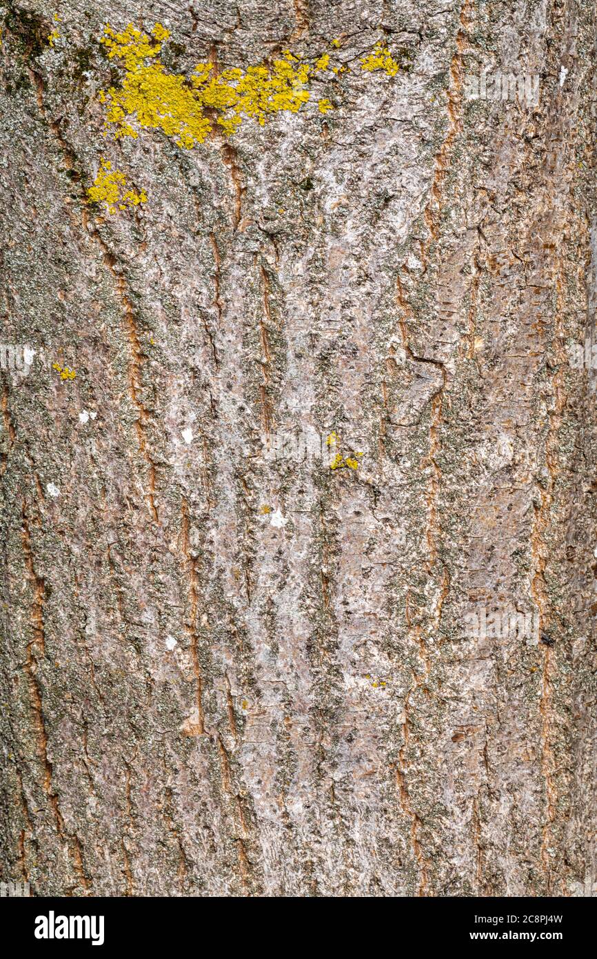 Bark of Crimean Linden or Caucasian Lime (Tilia x euchlora) Stock Photo