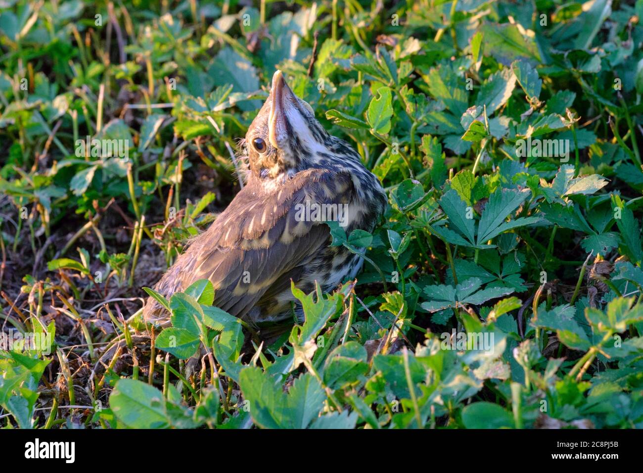 thrush chick sitting on the ground of rural garden zala county hungary Stock Photo
