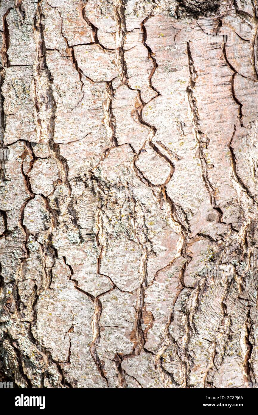 Bark of European or Black Alder (Alnus glutinosa) Stock Photo