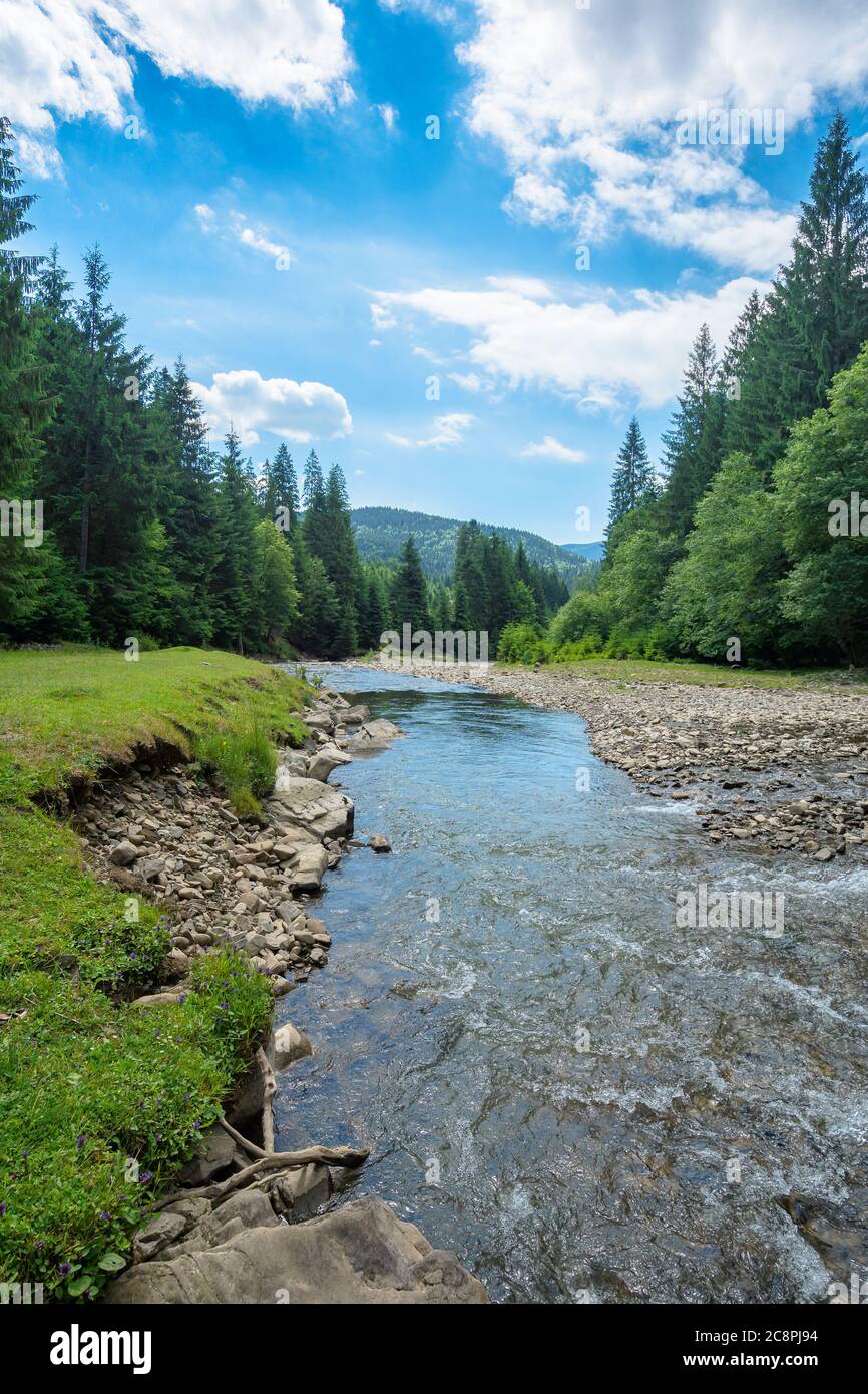 mountain river among the forest in valley. sunny summer landscape ...