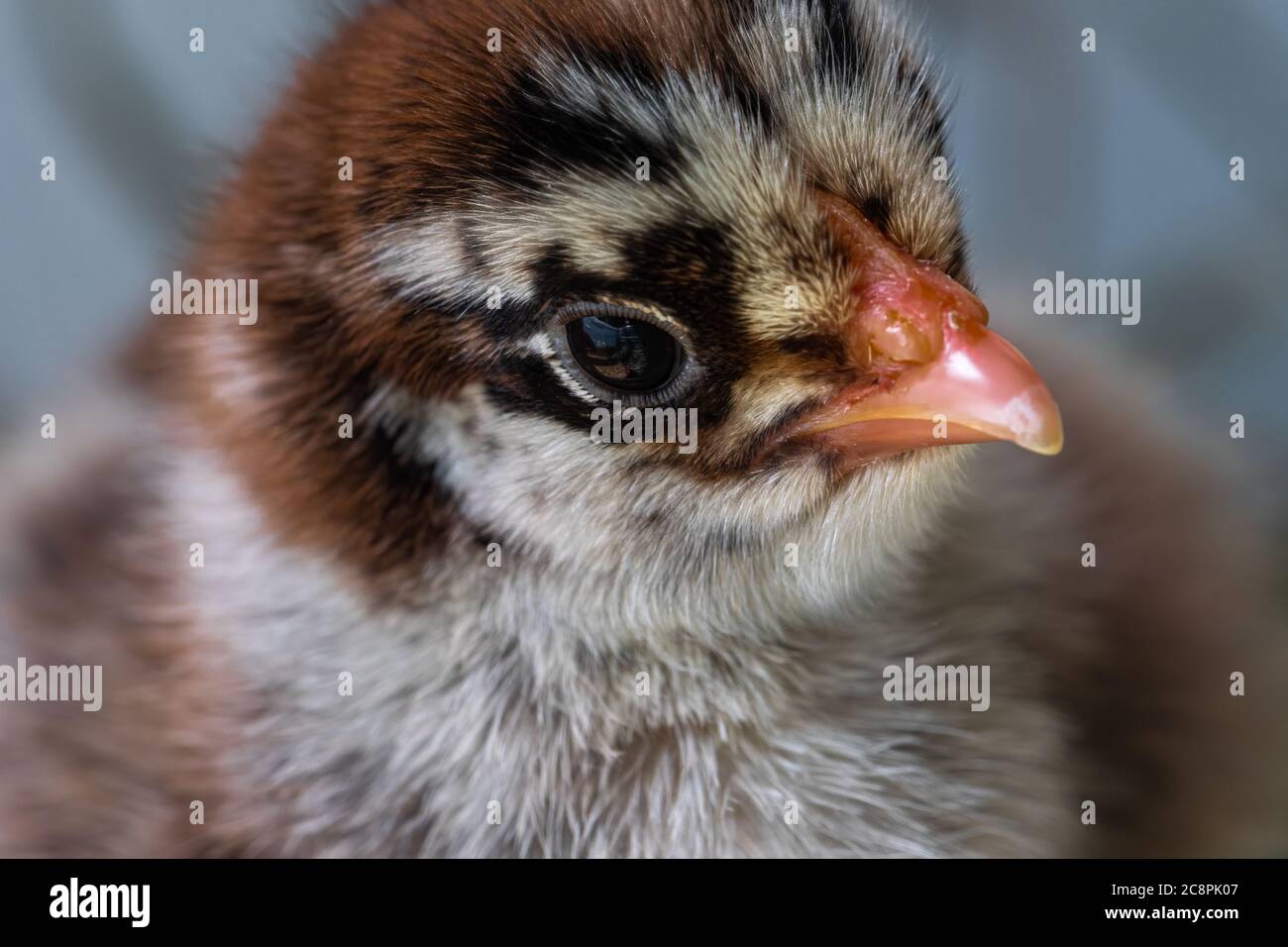 Young Dark Brahma Chicken (Gallus gallus Stock Photo - Alamy