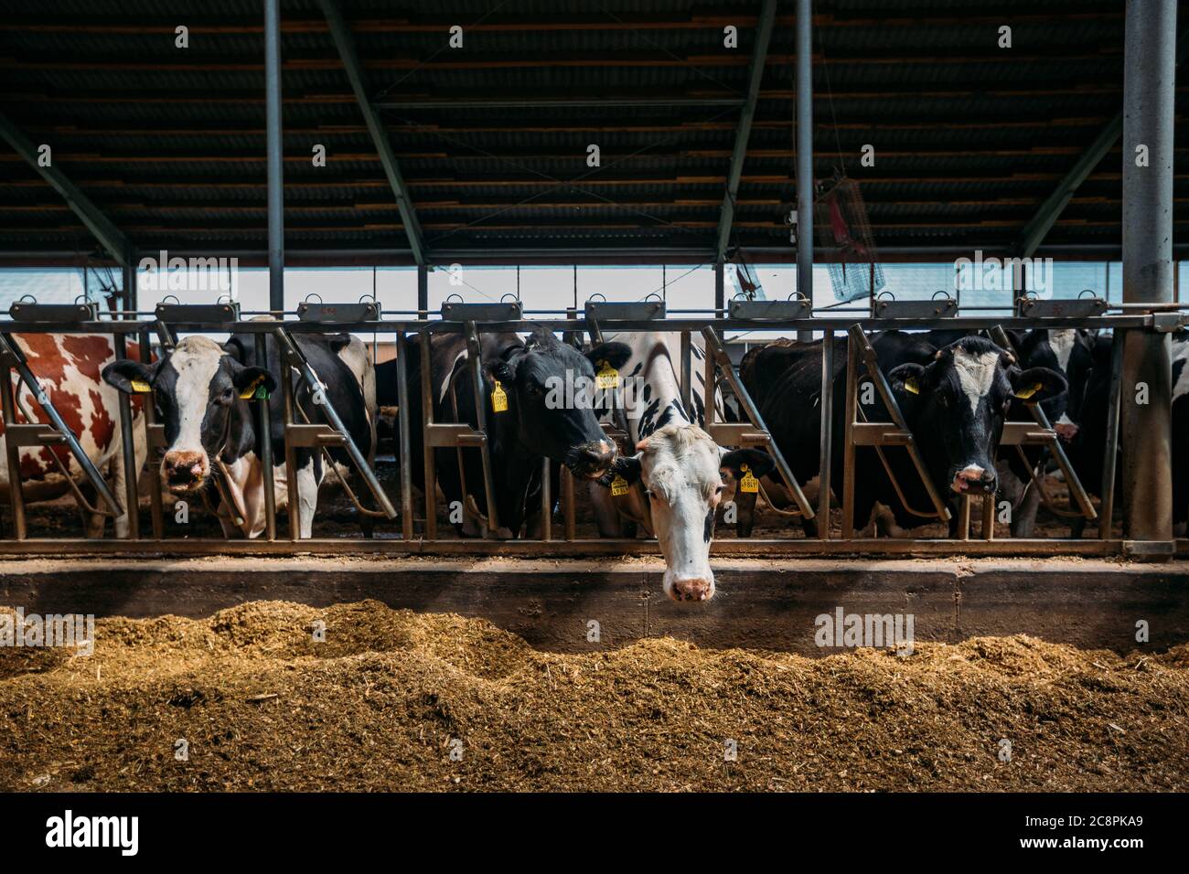 Domestic cattle holstein friesian bull hi-res stock photography and ...
