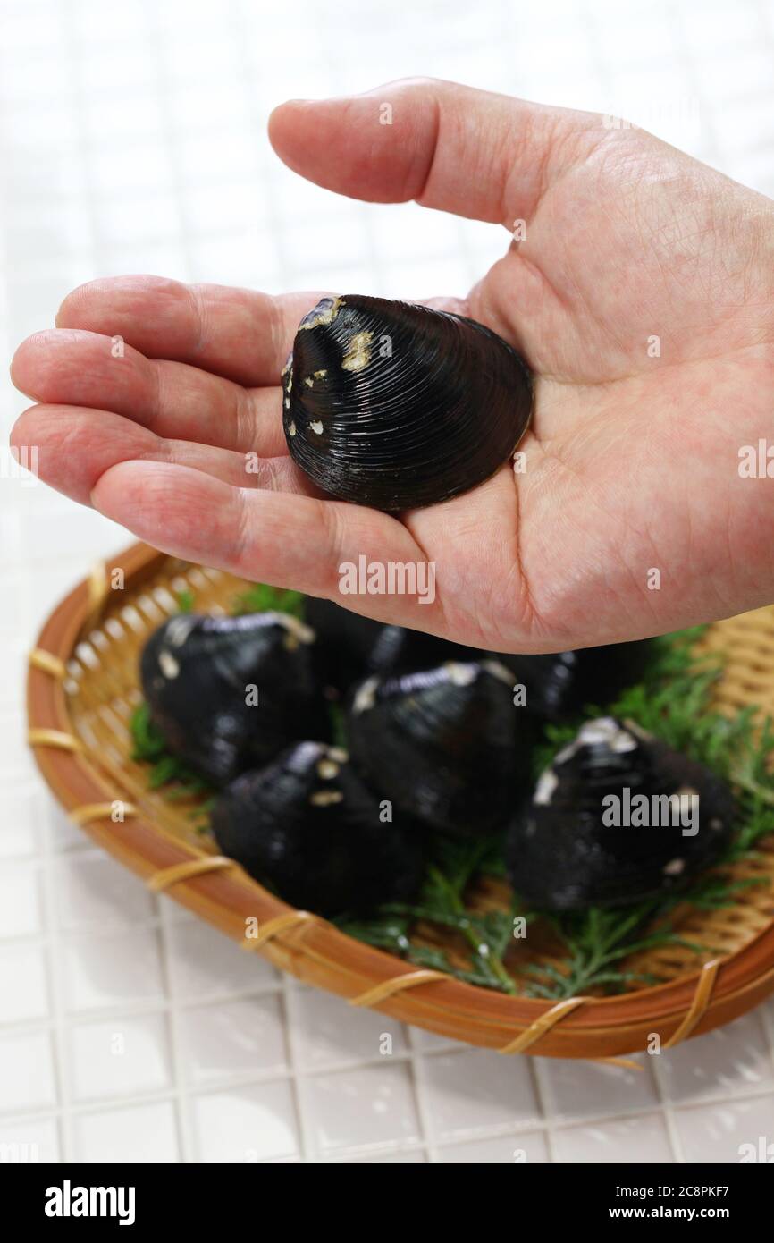 big size japanese basket clams on hand, food ingrediets Stock Photo