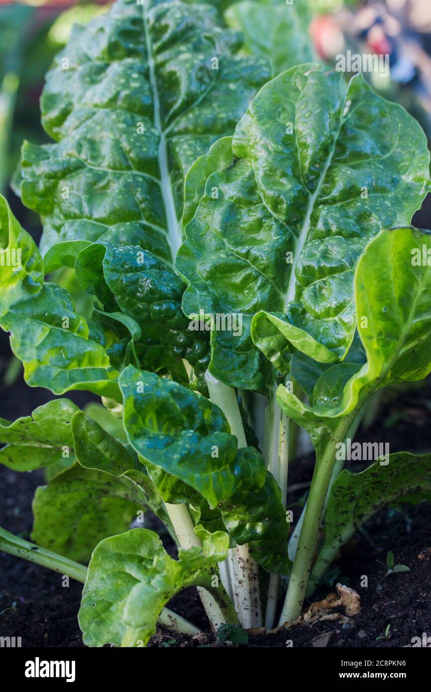 Spinach vegetable garden hires stock photography and images Alamy