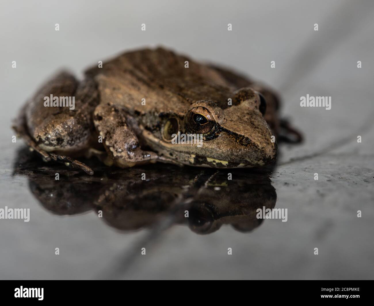 High angle close up of a Sharp-Nosed Grass Frog, Ptychadena oxyrhynchus. Stock Photo