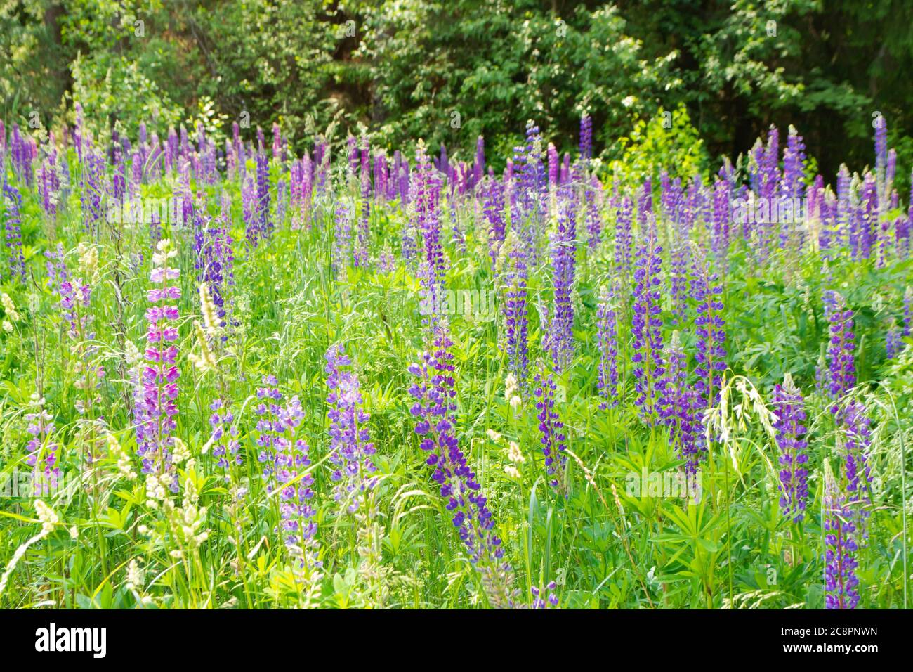 Forest clearing overgrown with blue lupines or Lupinus. Wild nature of Belarus Stock Photo