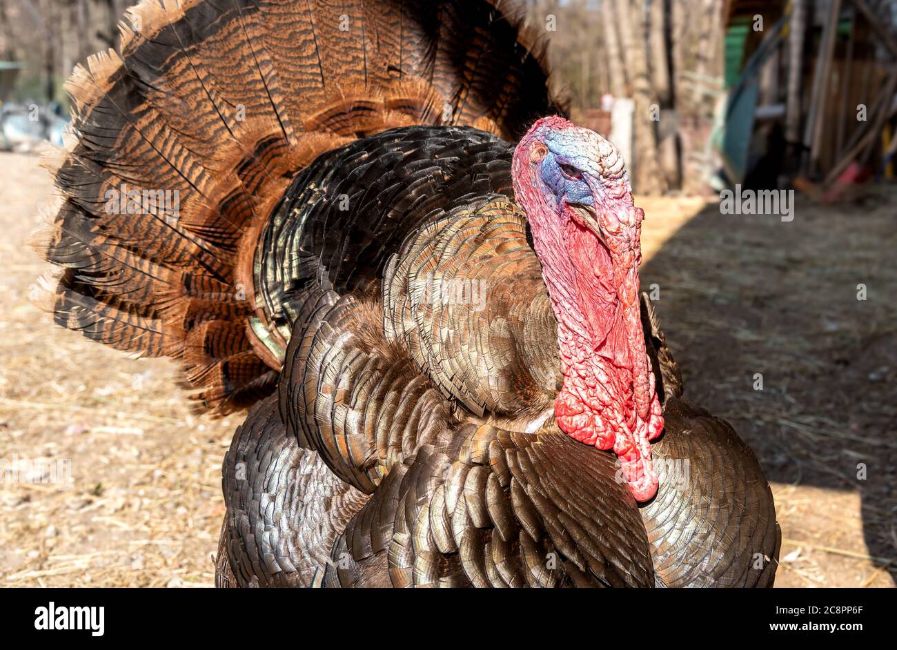 Domestic birds farming hi-res stock photography and images - Alamy