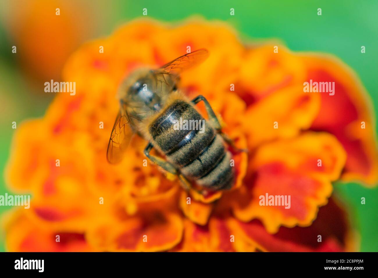 Close up of bee on a orange flower French marigold, Tagetes patula Stock Photo