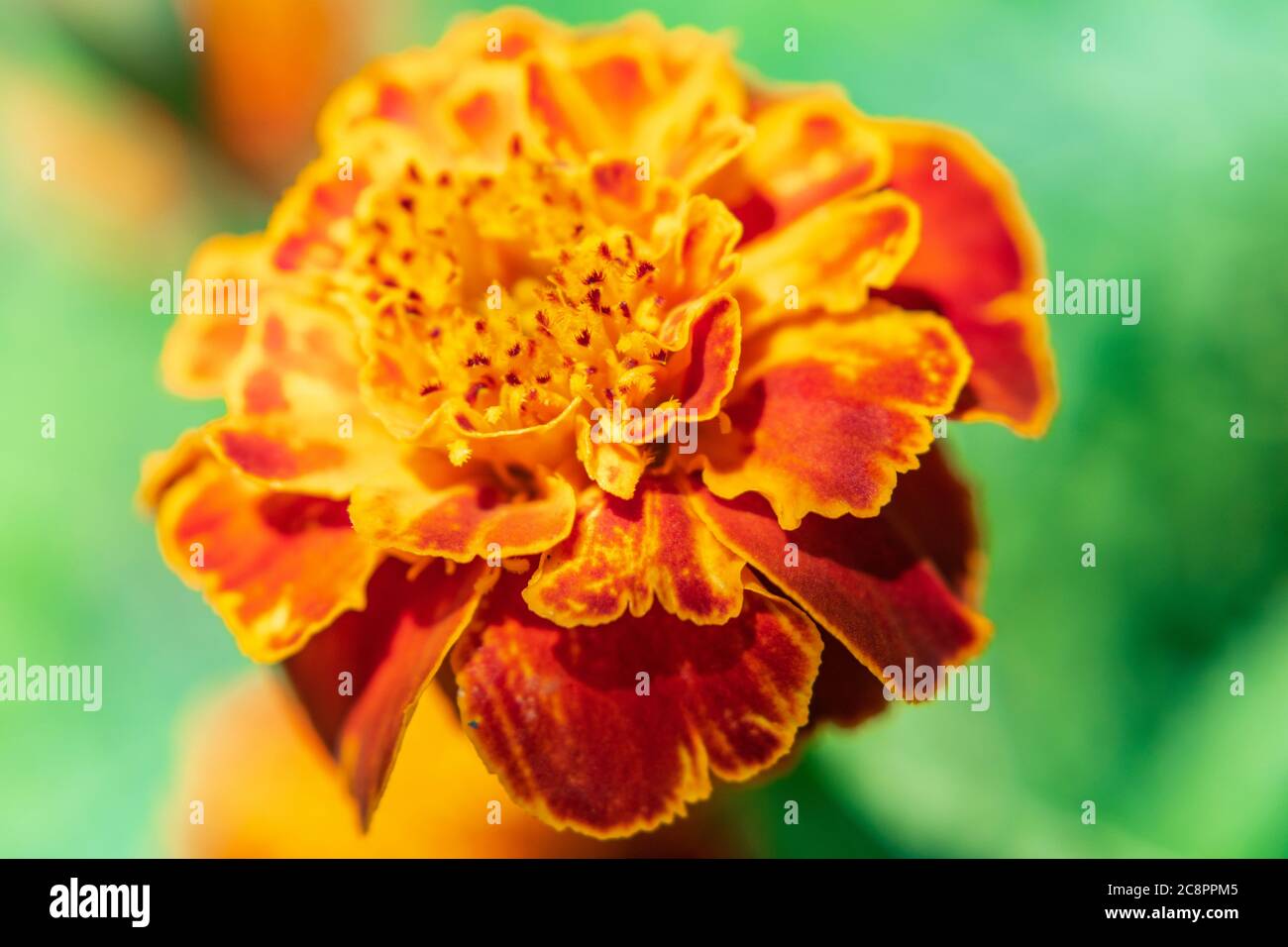 Close up of orange flower French marigold, Tagetes patula Stock Photo