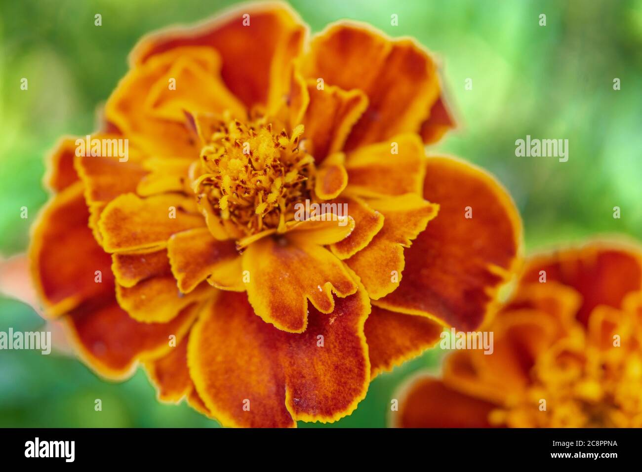 Close up of orange flower French marigold, Tagetes patula Stock Photo